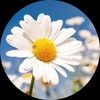 daisygirlshoppe
